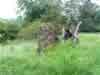 Fillongley