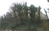 Wemyss Castle Picture 1